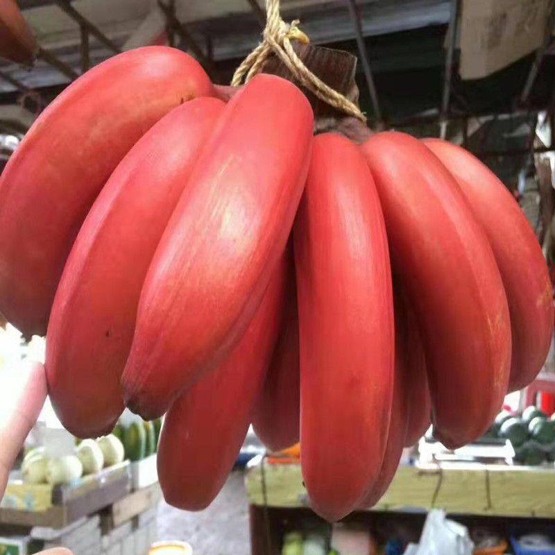 山竹是什么季节的水果_水果山竹是什么季节成熟_水果山竹是什么