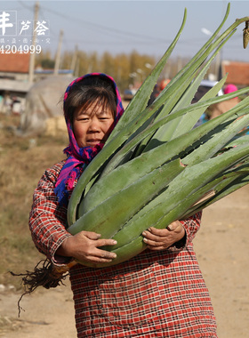美国库拉索芦荟盆栽植物美容院芦荟灌肤新鲜苗叶室内客厅芦荟盆栽