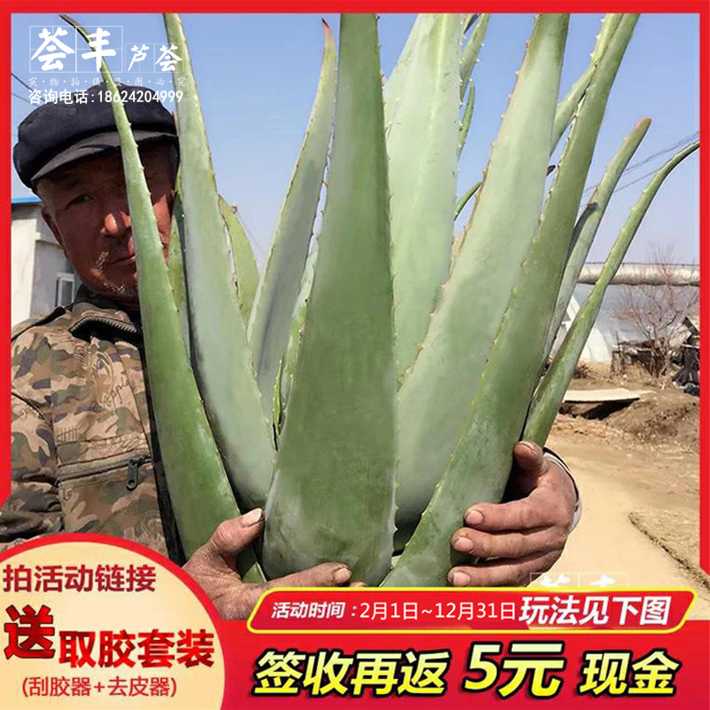 花卉單方療疾薈萃