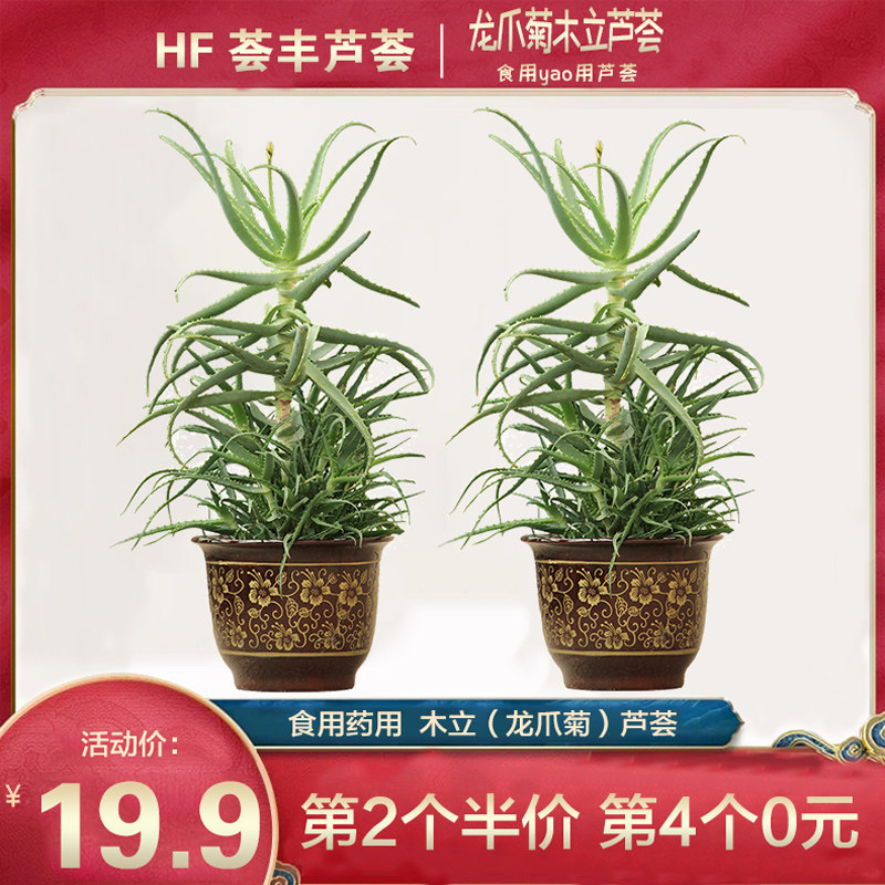 龙爪菊木立药用芦荟盆栽植物日本芦荟植物盆栽可食用药用芦荟叶片