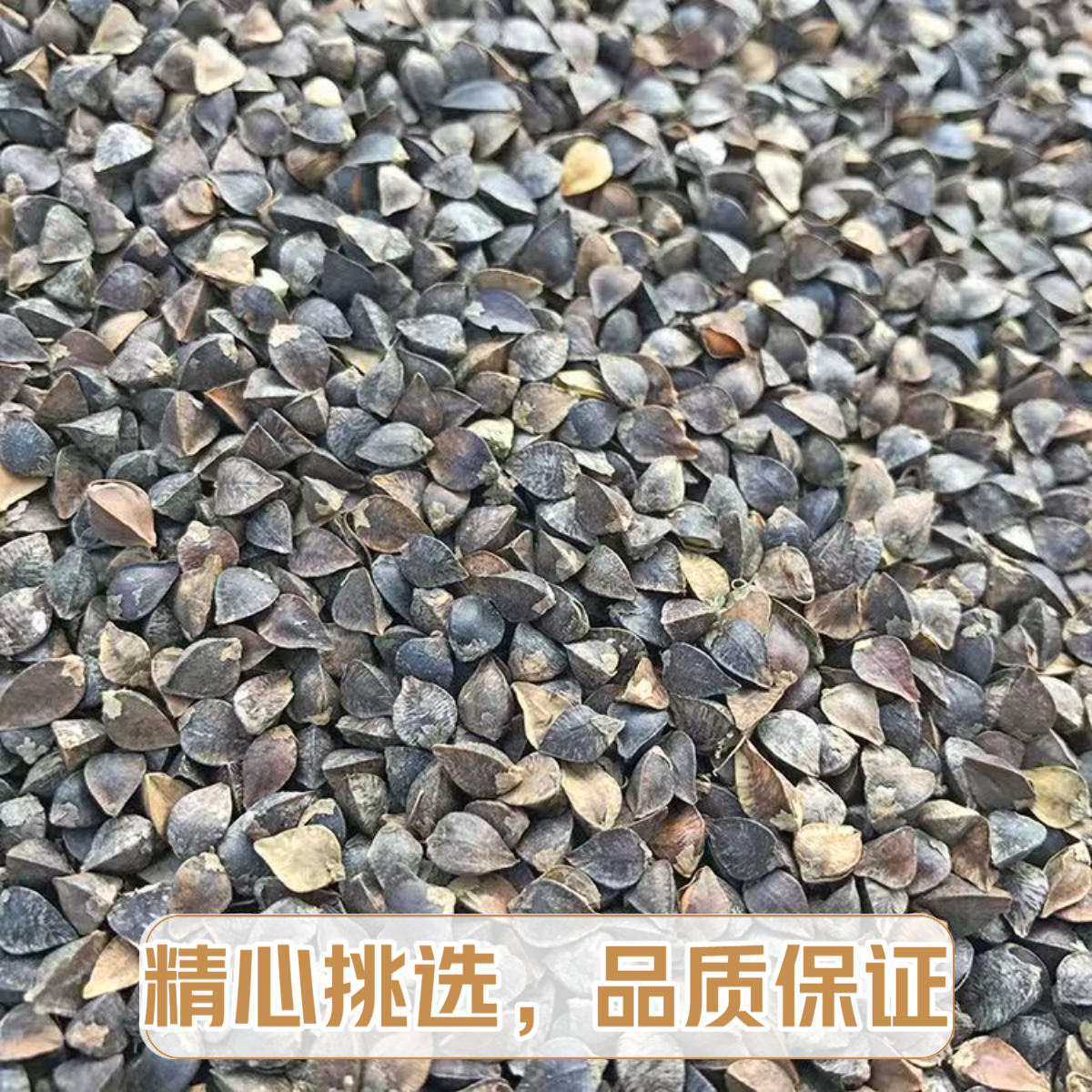 新荞麦/带壳荞麦/信鸽观赏鸽鹦鹉鸟食仓鼠龙猫粮食无添加天然鸟粮,宠物/宠物食品及用品,鸟食,淘宝优惠券,粉丝福利购,淘宝优惠卷