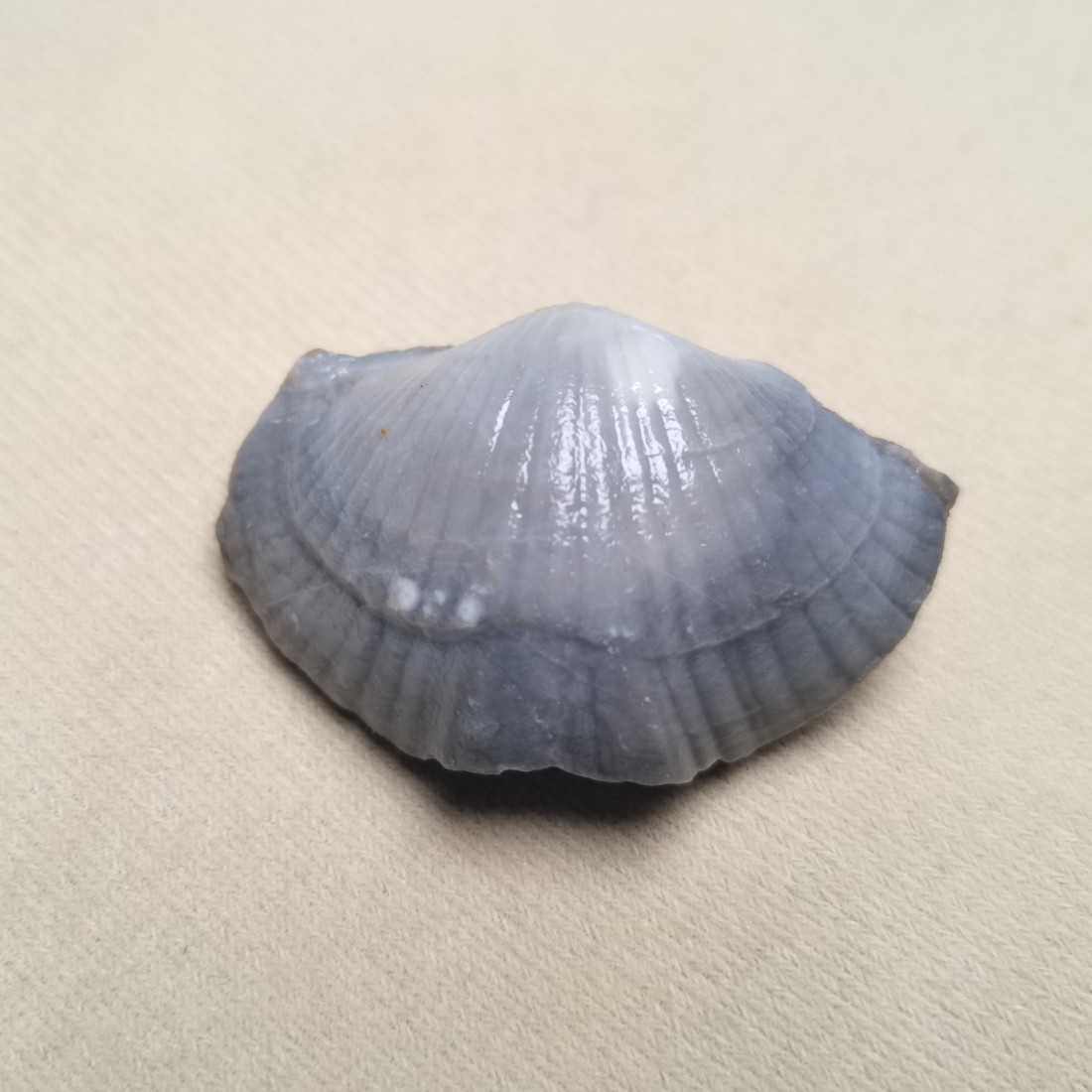 广西天然原石石燕古生物化石腕足奇石文玩收藏贝壳化石装饰品摆件