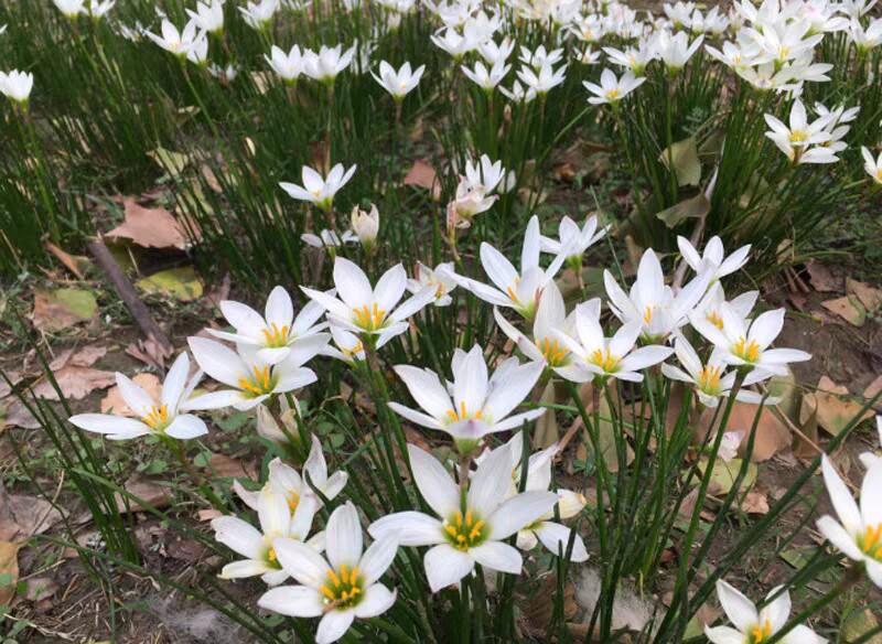 室外喜阴花卉四季草本植物庭院绿