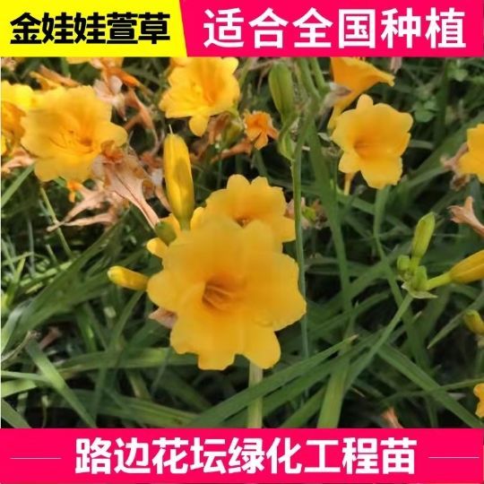 金娃娃大花萱草苗耐寒庭院地被植物超长花期室外宿根耐寒耐旱花卉