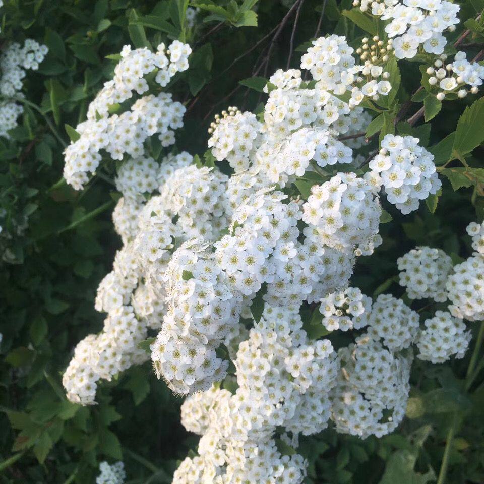 花园阳台菱叶绣线菊垂吊小手球喷雪花观叶植物耐热耐寒花卉盆栽