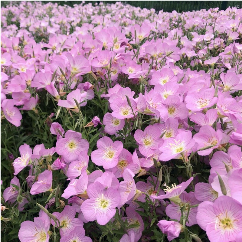 美丽月见草种子阳台盆栽庭院花卉夜来香宿根花种籽子四季播种开花
