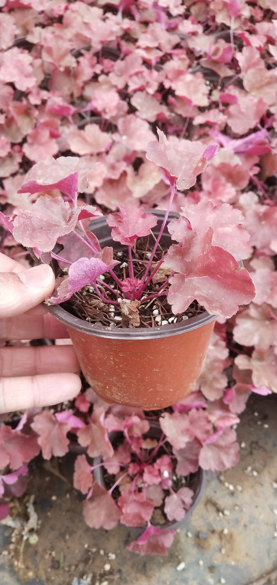 矾根花苗盆栽四季常青地被类花卉耐寒庭院花镜植物阳台大叶花卉