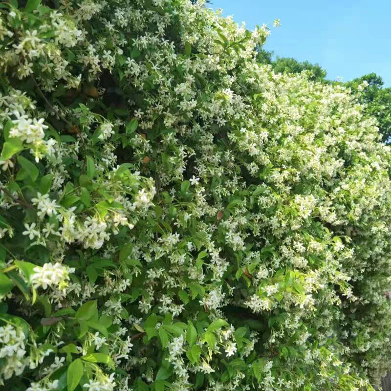 风车茉莉盆栽大苗垂丝爬藤蔓花卉耐寒阳台庭院盆栽绿植物多季开花