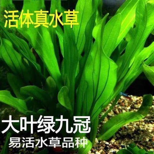 大叶绿九冠鱼缸造景水草活体淡水植物 懒人后景草新手阴性无需CO2