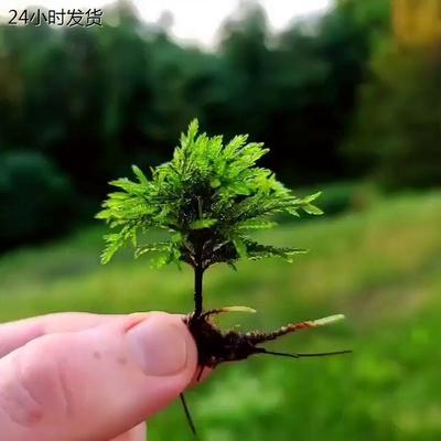 万年藓水草苔藓棕榈莫斯鲜活苔藓鱼缸水族箱生态瓶雨淋缸造景水草