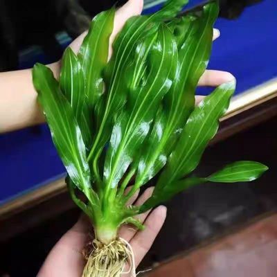 特价水草绿九冠鱼缸水族箱鱼缸造景淡水活体阴性草沉木造景植物