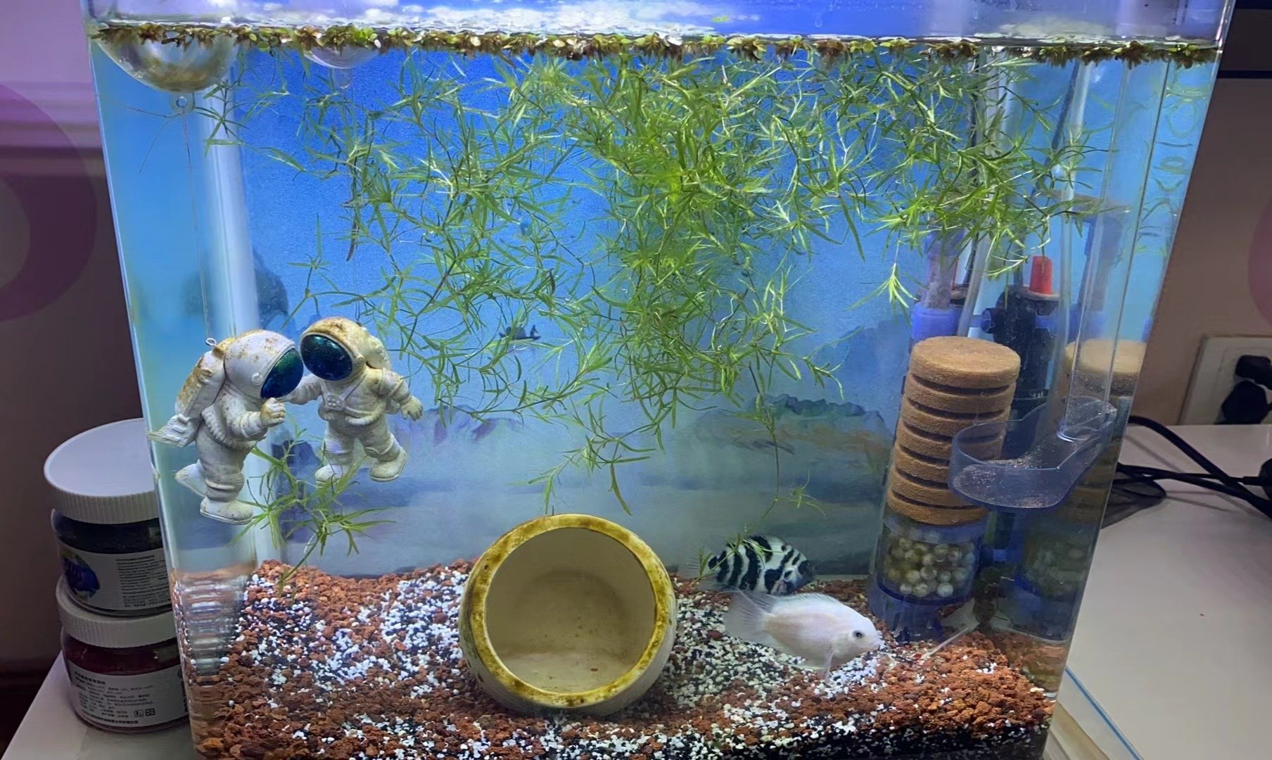 印度小竹节竹节草水草植物鱼缸水族箱造景绿菊蜈蚣草水榕活体真草