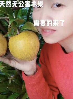 云南蛋黄果 现採新鲜稀有 时令孕妇水果顺丰速递     坏果包赔