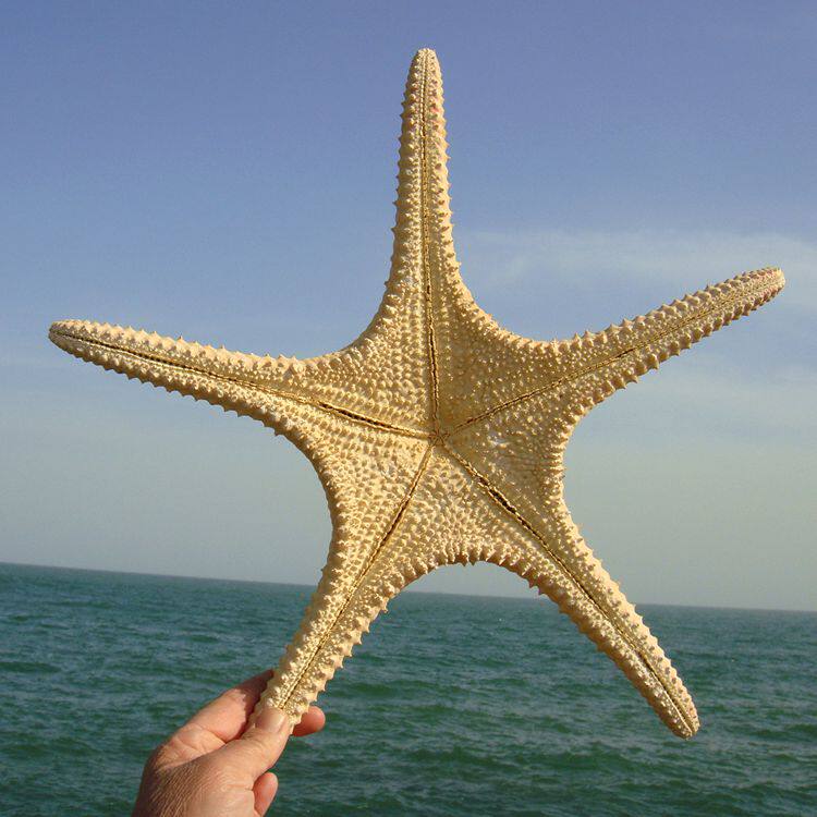 天然海星 大霸王海星 摄影道具小礼物家居地台贴墙装饰品创意摆件