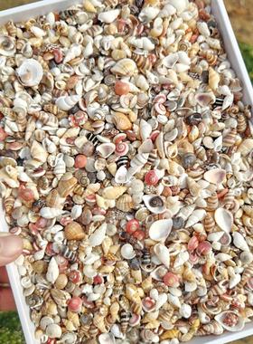 天然海螺贝壳手工diy材料漂流瓶贝壳收纳盒相框装饰迷你小海螺