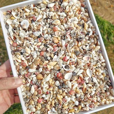 小海螺小贝壳手工材料