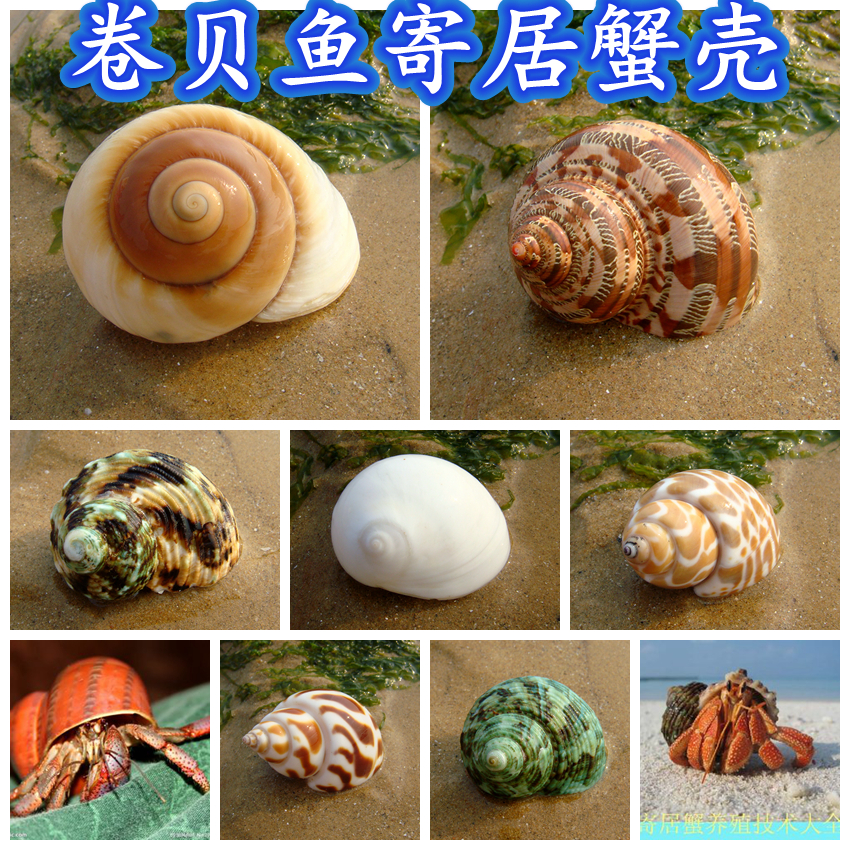 贝壳海螺鱼缸造景装饰寄居蟹换壳