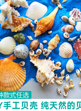 手工diy天然贝壳配件海螺海星摆件制作材料创意儿童幼园团建礼物
