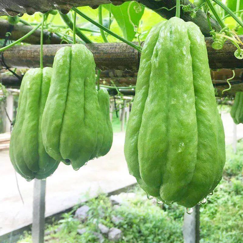 【现摘现发】云南新鲜洋瓜捧瓜丰收窝瓜寿瓜农家蔬菜葵瓜