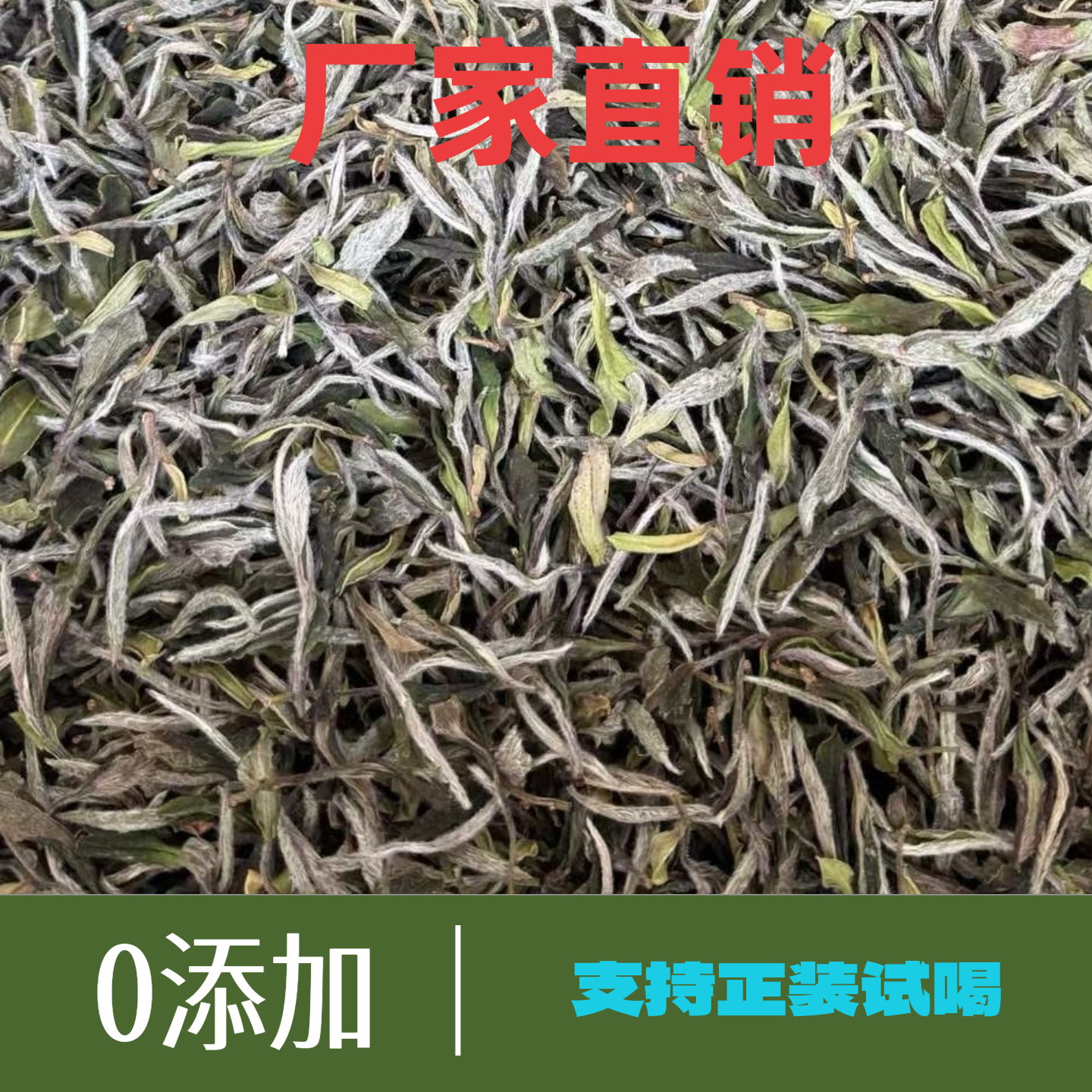 正宗福鼎白茶2025年明前高山磻溪产区荒野白牡丹散茶试喝装 500克