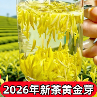 2026年新茶黄金芽茶叶明前正宗特级高山春茶小嫩芽礼盒送礼自己喝