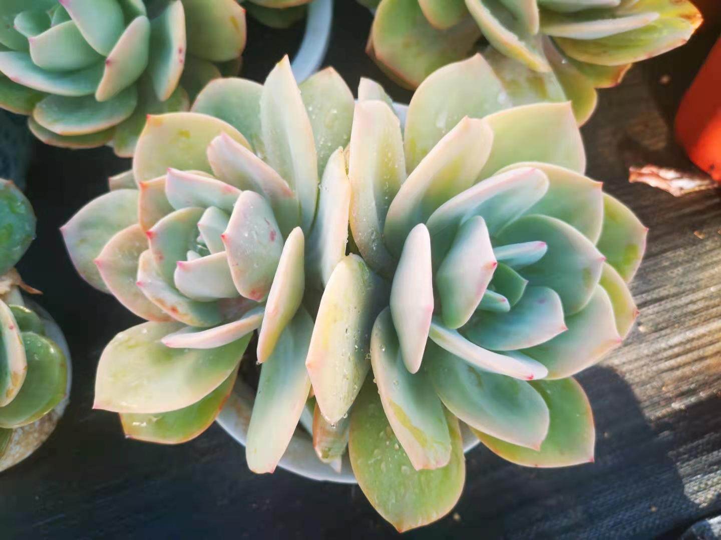 多肉白凤价格 多肉白凤图片 星期三