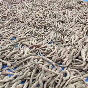 云南贵州高产杂交魔芋种鄂魔1号可直接种植一代魔芋种籽脱水消毒