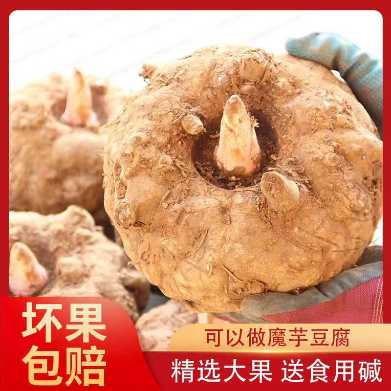 云南高原魔芋新鲜魔芋现挖现发魔芋头魔芋豆腐原材料新鲜魔芋送碱