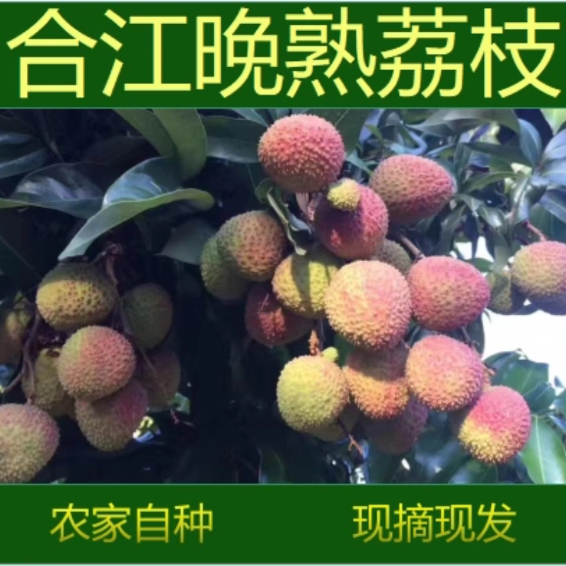 正宗四川合江荔枝妃子笑带绿现摘现发空运包邮包邮次日达礼盒装