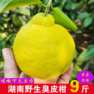 野生臭皮柑湖南郴州现摘新鲜厚皮椪柑酸抛柑孕妇水果苦药酸泡柑子