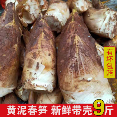 毛竹笋新鲜黄泥拱大笋野生春笋
