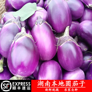 湖南老品种圆茄子农家露天种新鲜现摘紫茄子软糯土短茄子时令蔬菜