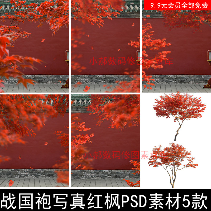 影楼高清真实古风汉服战国袍写真红枫叶PSD素材设计背景合成模板8图片