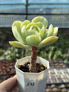 鸡蛋碧桃锦多肉植物稀有拉丝锦覆轮锦老桩 一物一拍