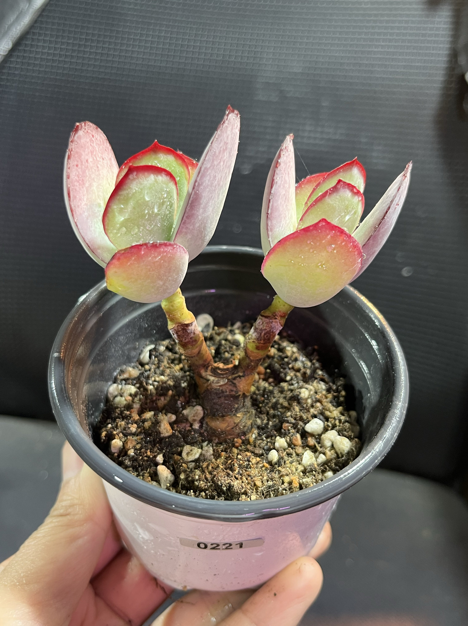 白眉多肉植物老桩状态好一物一拍