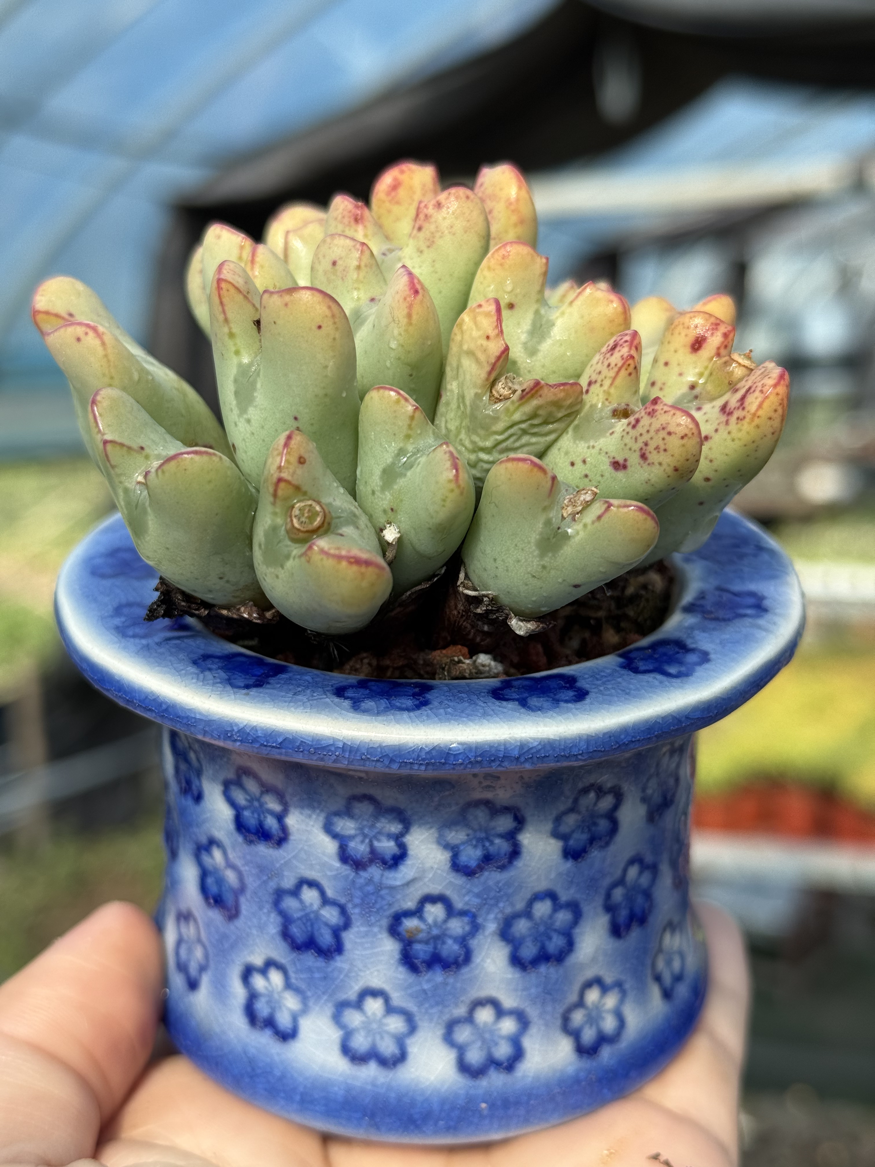 带盆栽好 少将老桩肉锥多头群生多肉植物新手好养皮实一物一拍