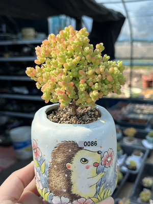 含盆 金桔糖球金橘糖球枝干番杏小树形老桩多肉植物一物一拍