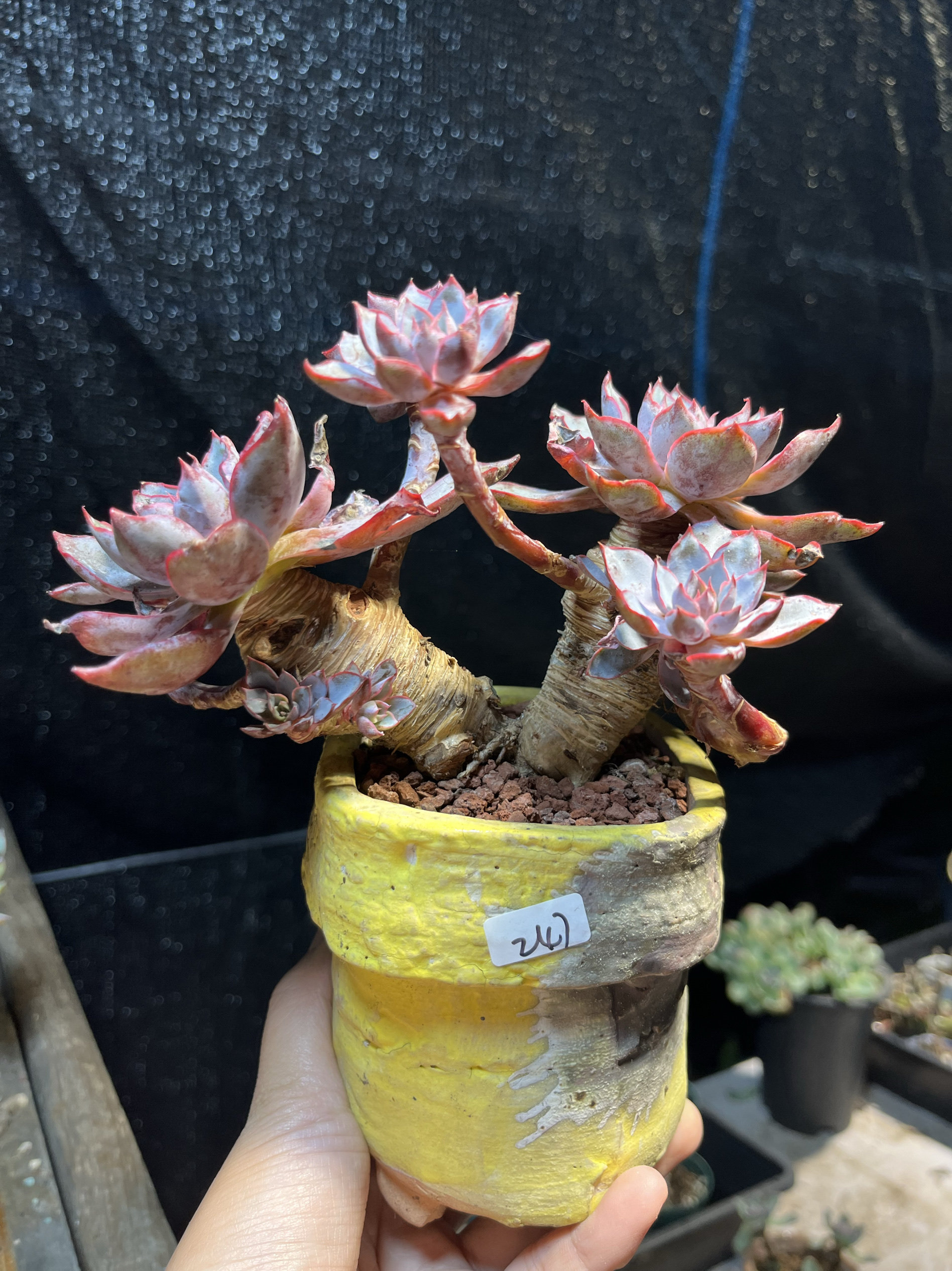 赫拉多肉植物红色大粗腿老桩群生多头一物一拍