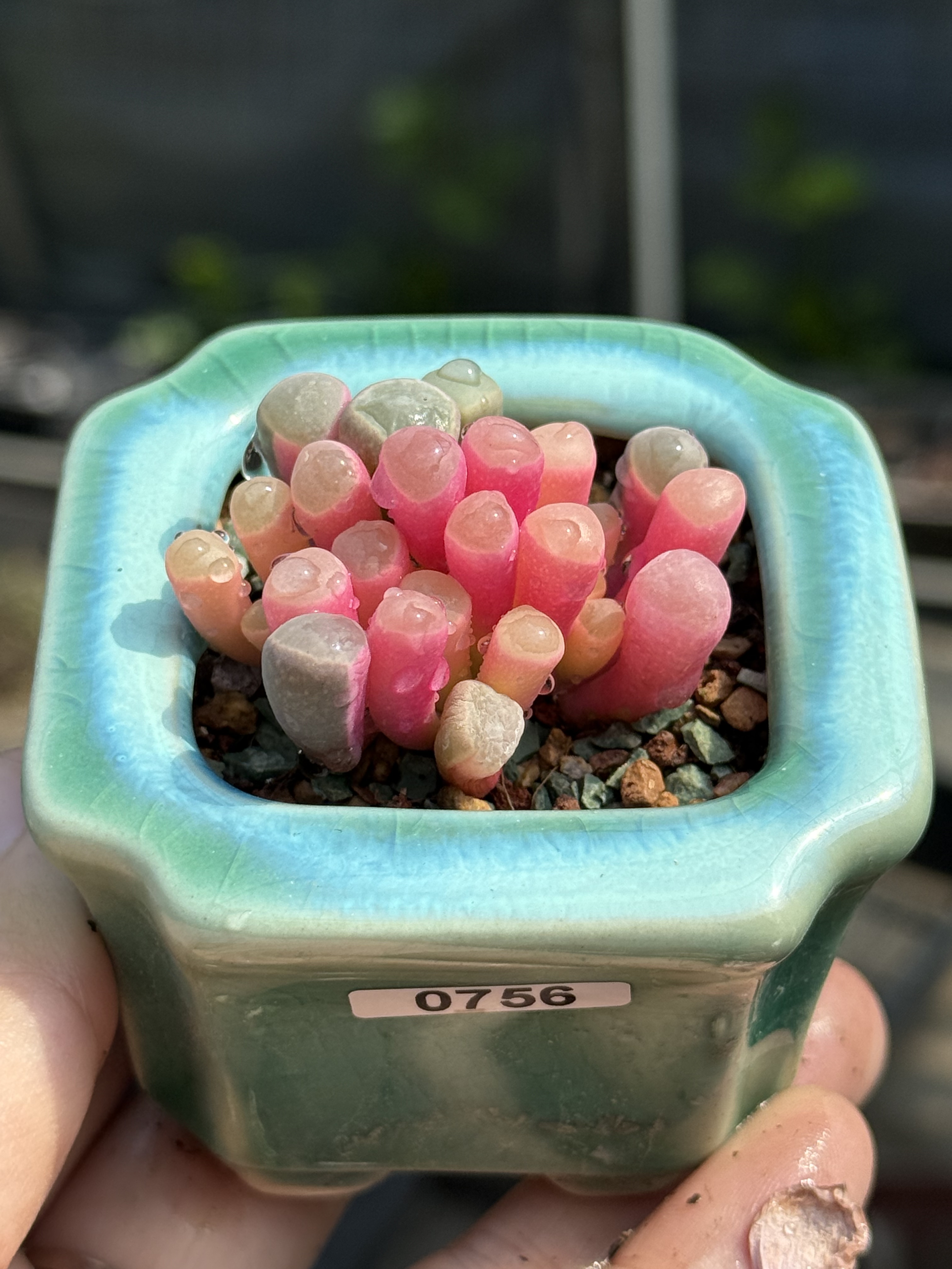 五十铃玉锦多肉番杏科多肉植物群生喜阴喜水阳台 一物一拍图片