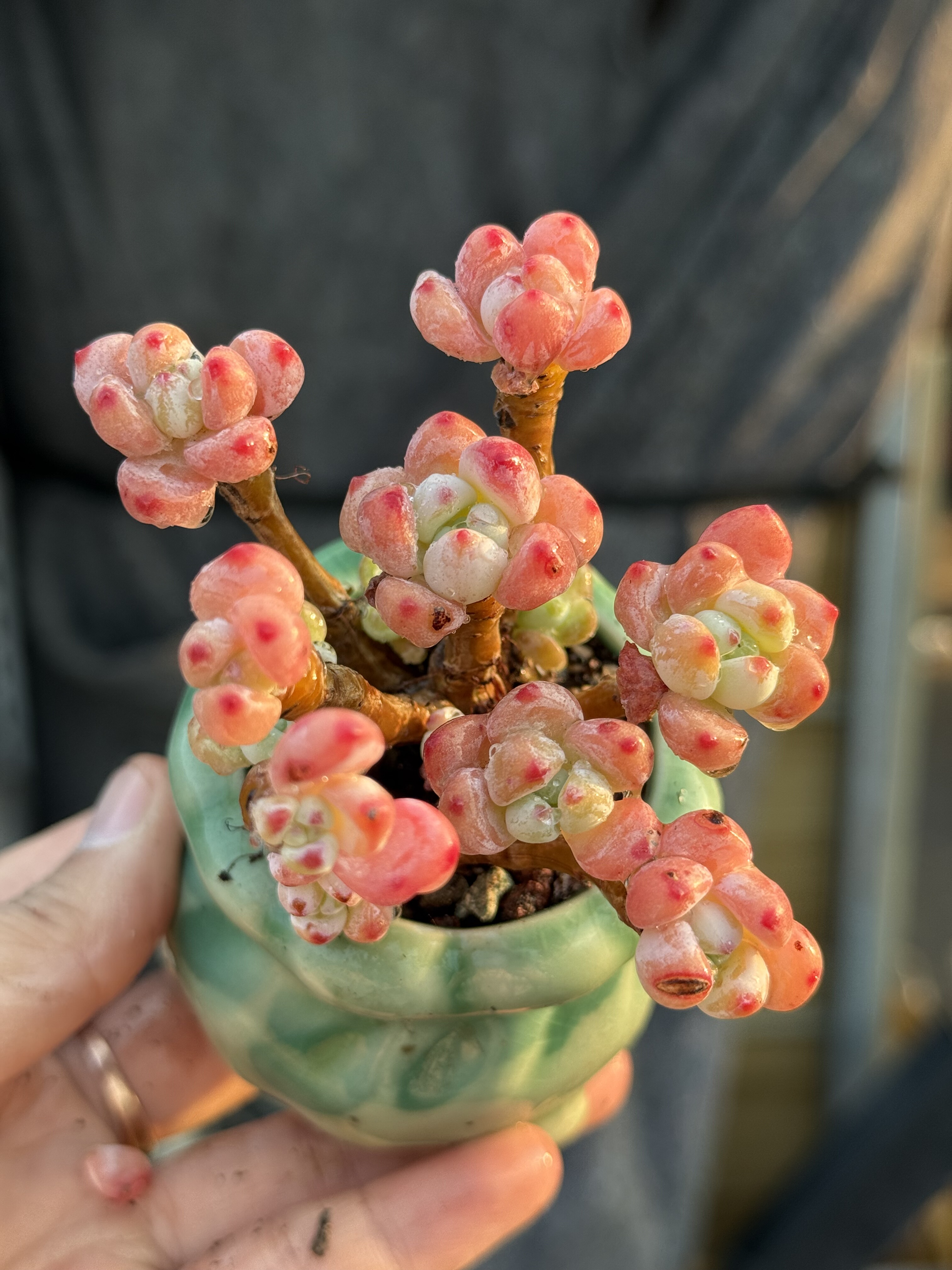 罗琦带香味老桩多肉植物