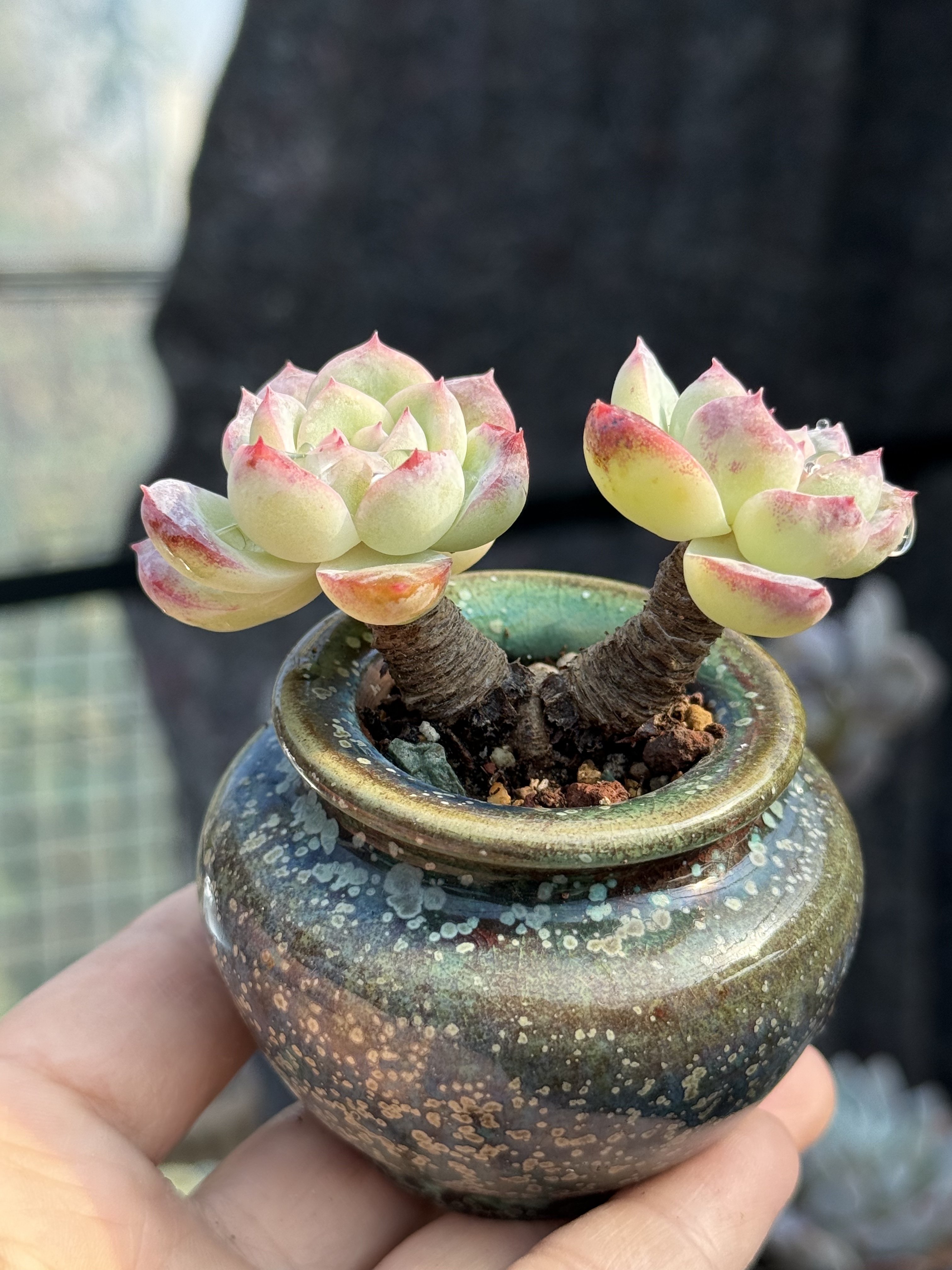 含盆，莎莎女王多肉植物精控养木质小老桩一物一拍