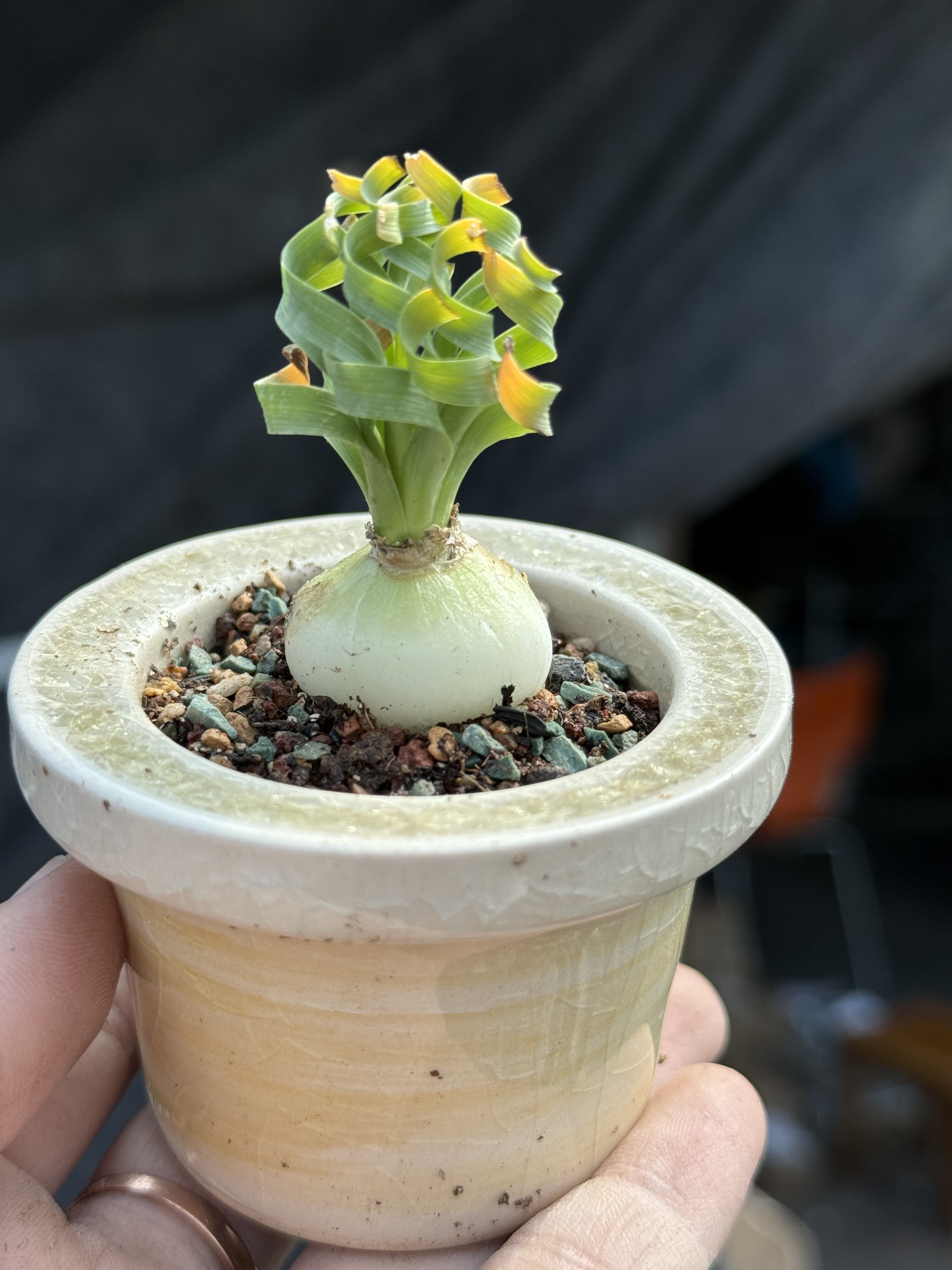 含盆 贵妃弹簧草宽叶弹簧草球根块根多肉植物一物一拍