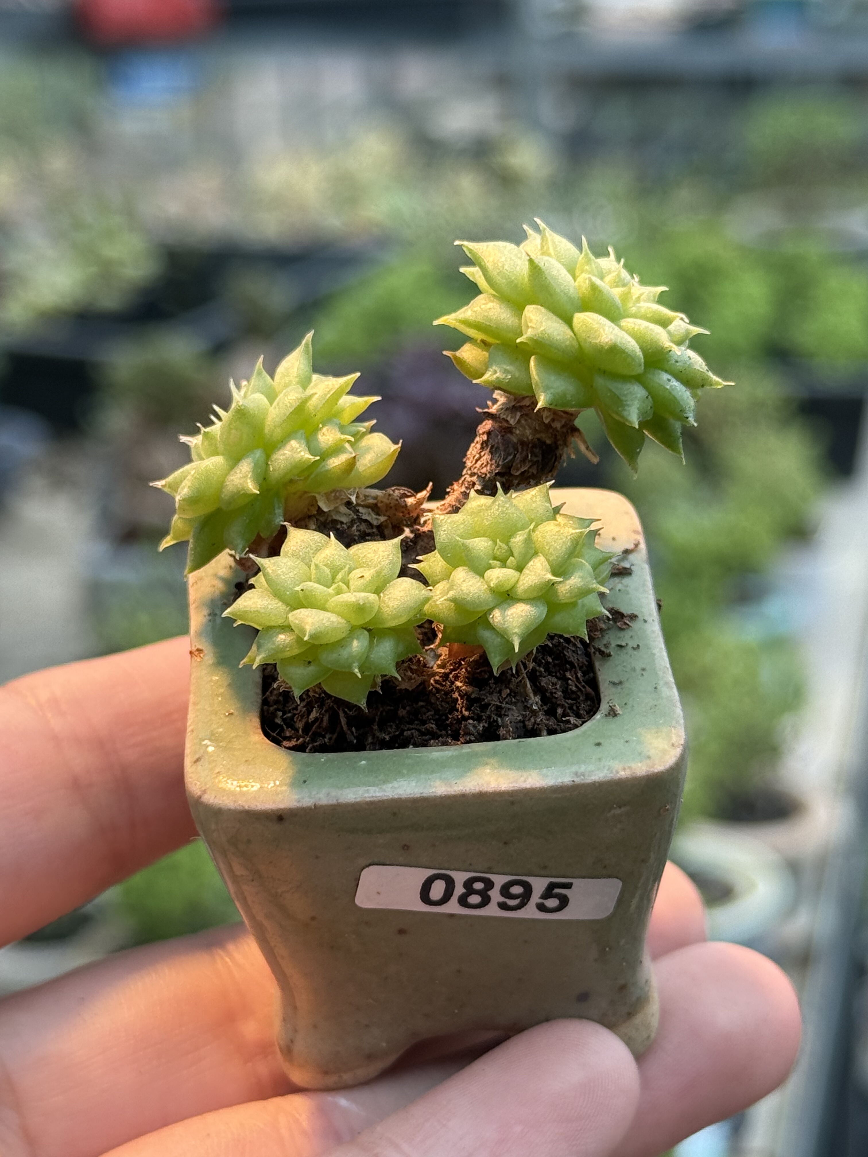 含盆，冰葡萄绿水鬼优选个体多肉植物小老桩一物一拍