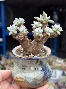 含盆奴婢吉娜爱杜丽斯缀化仙女杯杂交多肉植物大粗腿老桩一物一拍