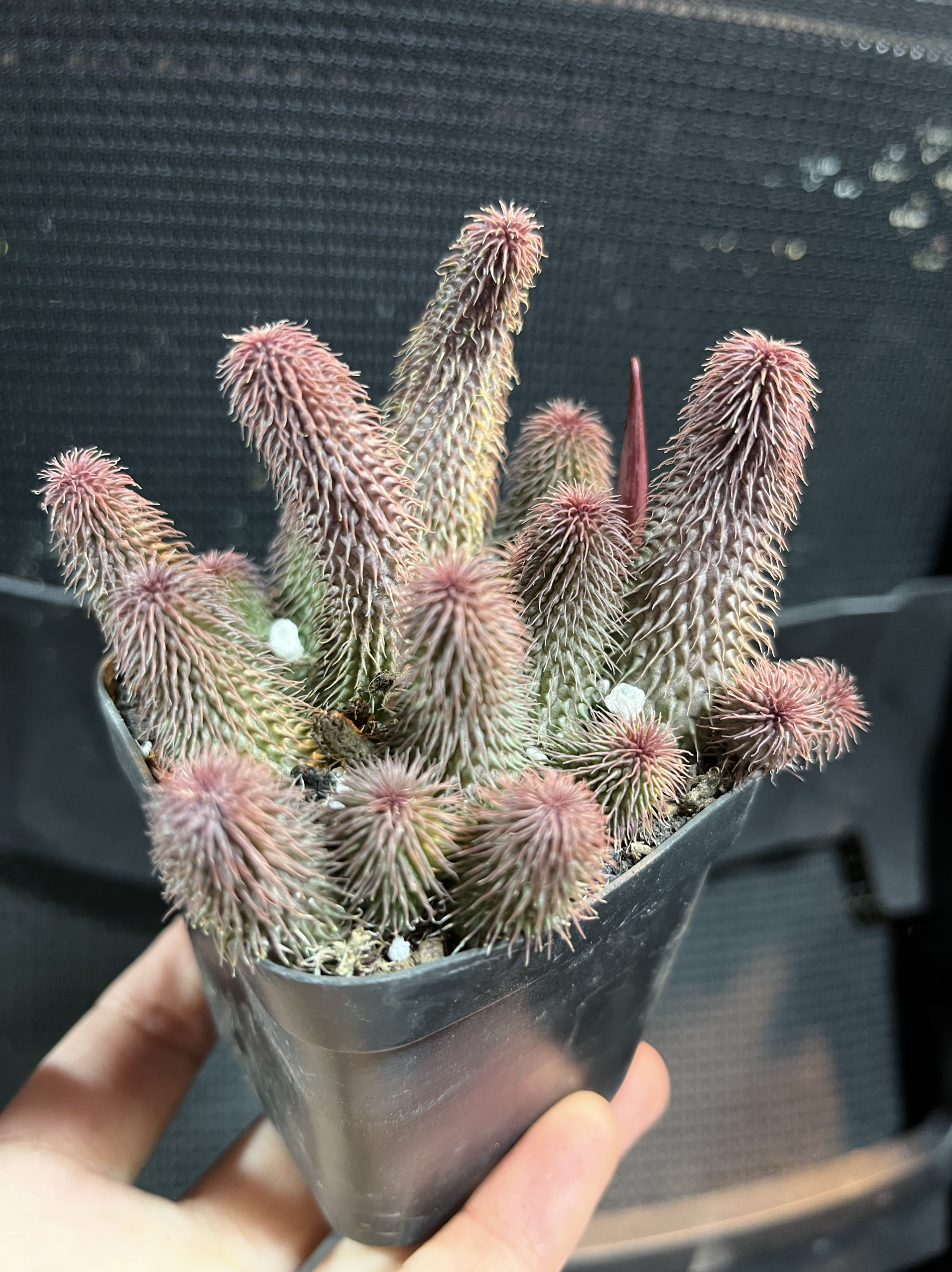 阿修罗多肉植物外形奇特肉萝藦科植物五角星花瓣好养稀有一物一拍