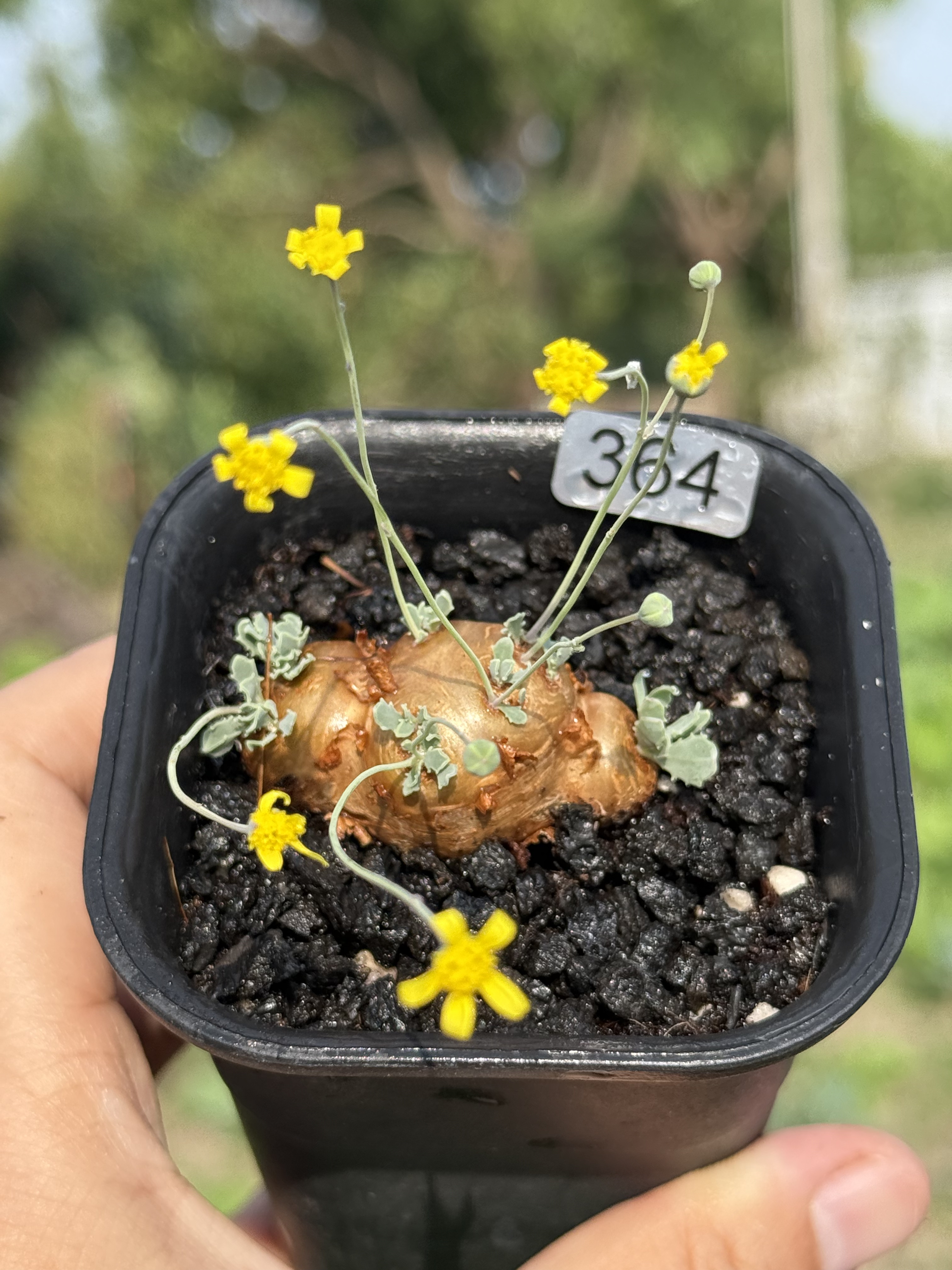 格加厚敦菊块根多肉植物Othonna cacalioides稀有块根一物一拍