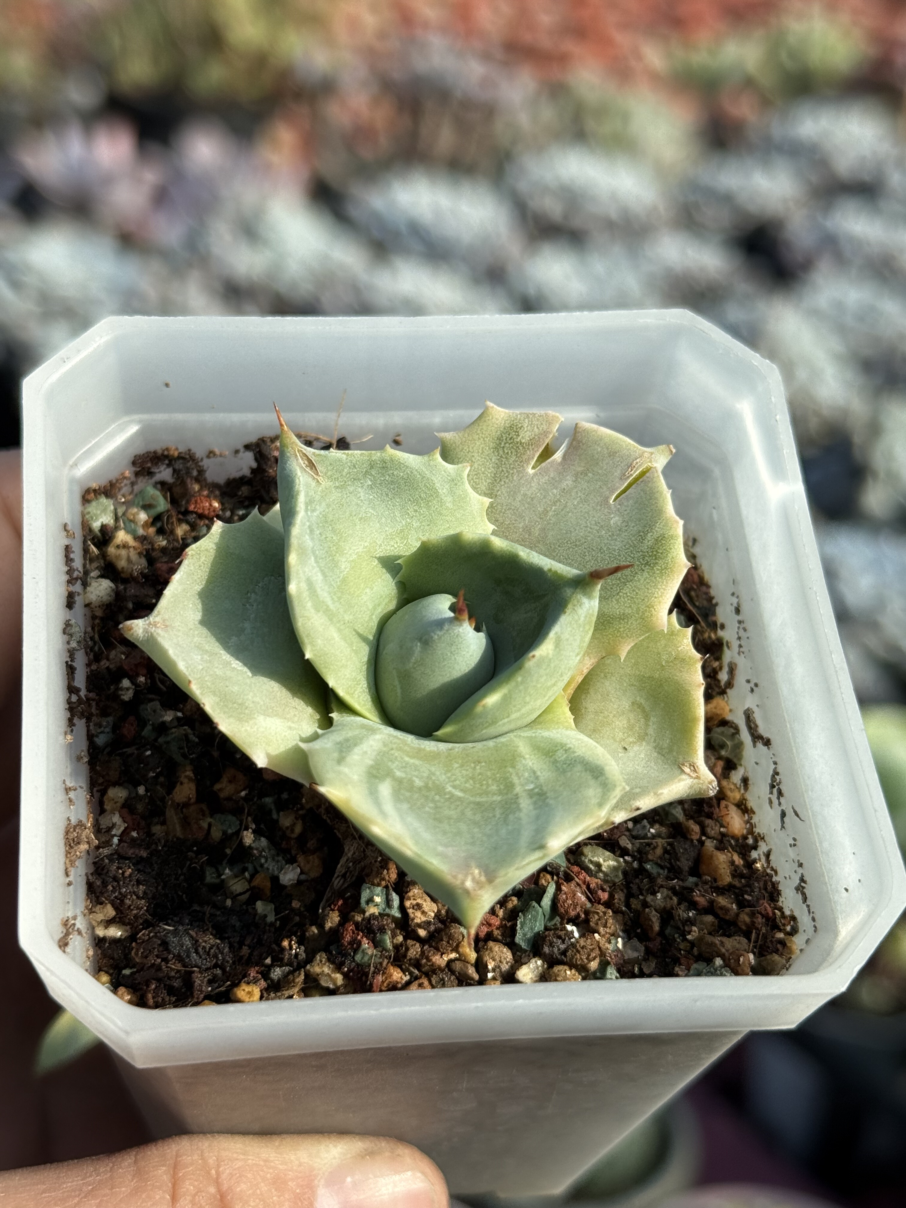 王妃雷神龙舌兰沙生多肉植物白中斑Agave isthmensis mediopicta