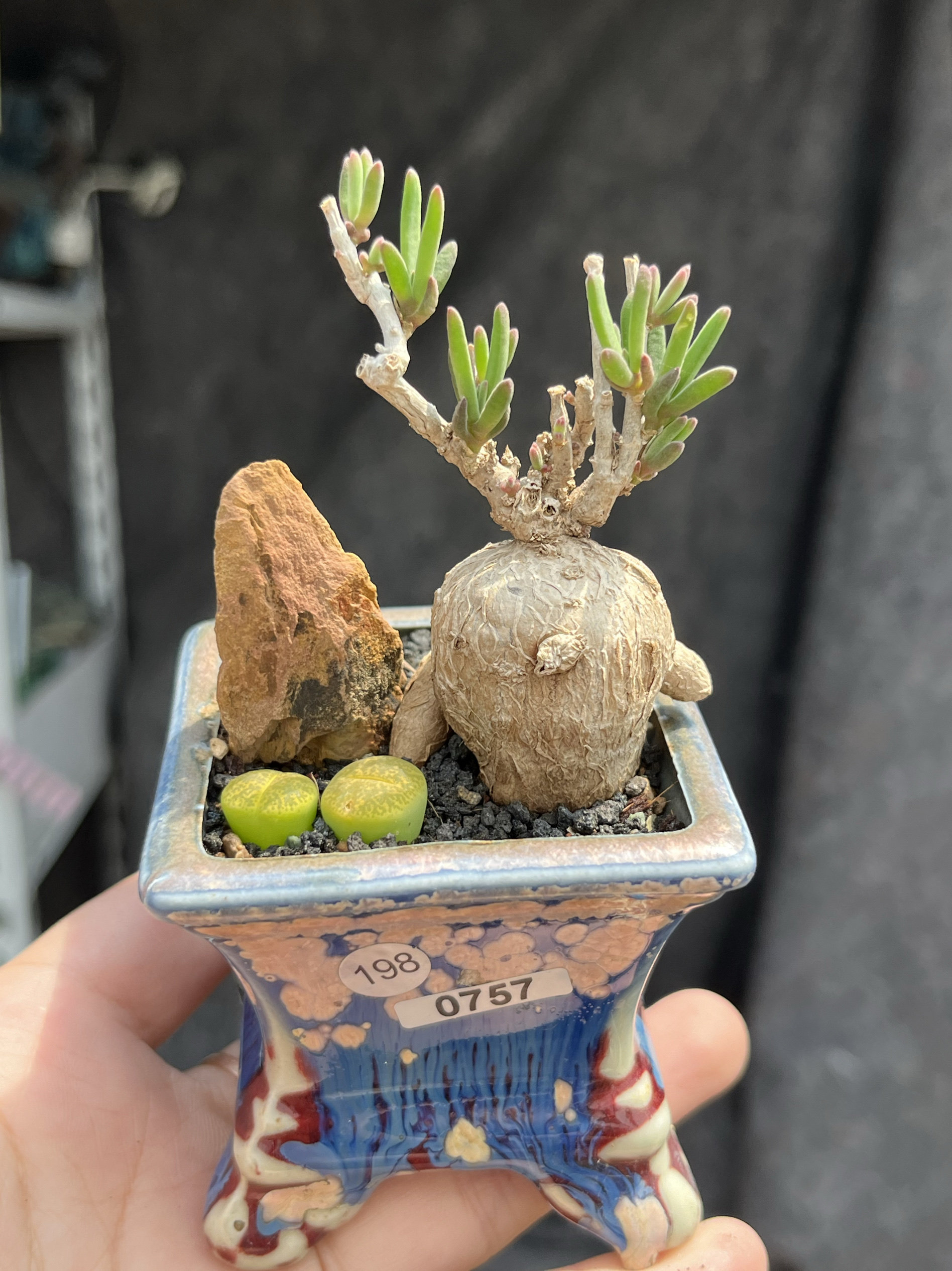 含盆 实生冰花块根枝干番杏拇指小老桩多肉植物造型盆栽一物一拍