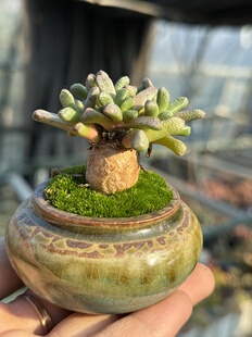 含盆 纳南图斯人鱼块根多肉植物稀有品种植物一物一拍