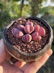 含盆,红大内红群生生石花石生花屁屁花多肉植物番杏多头